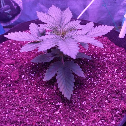 Shogun growlog timeline photo