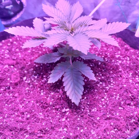 Shogun growlog timeline photo