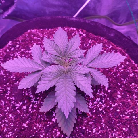 Shogun growlog timeline photo