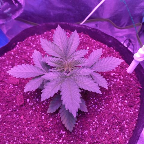 Shogun growlog timeline photo