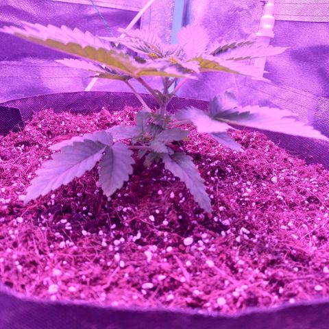 Shogun growlog timeline photo