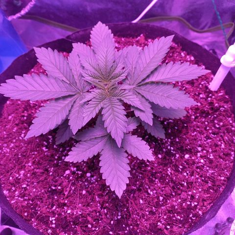 Shogun growlog timeline photo