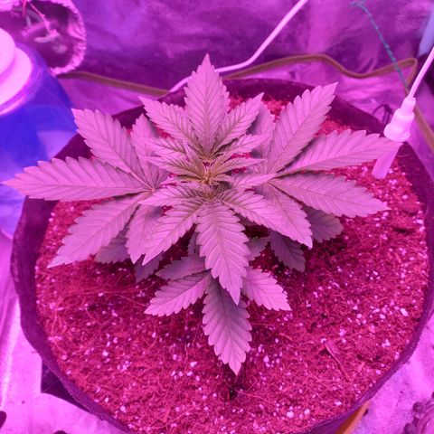 Shogun growlog timeline photo