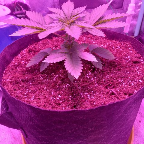 Shogun growlog timeline photo