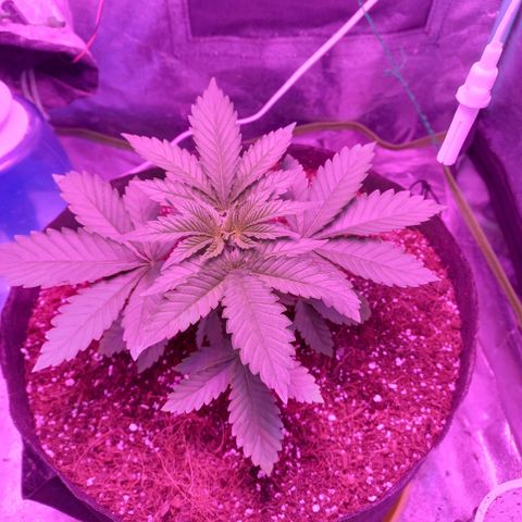 Shogun growlog timeline photo