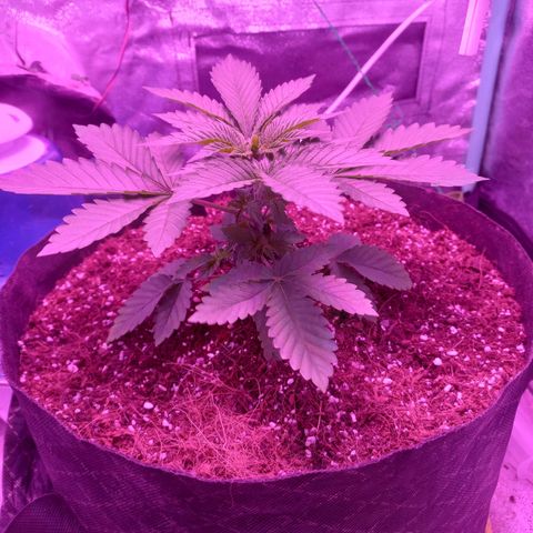 Shogun growlog timeline photo