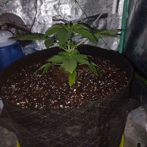 Shogun growlog timeline photo