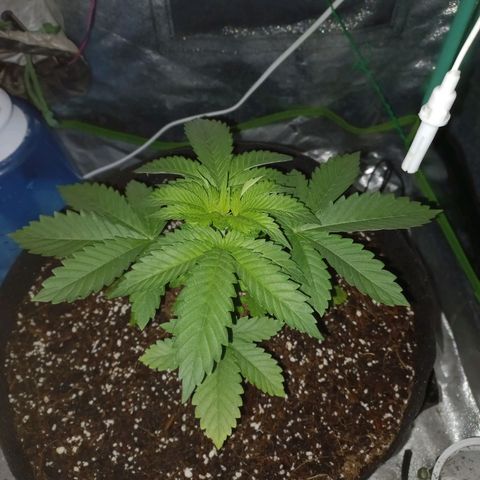 Shogun growlog timeline photo