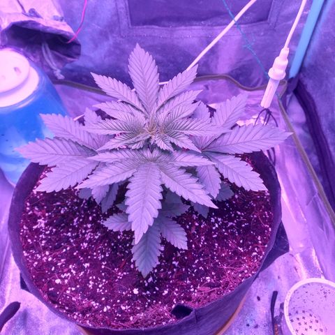 Shogun growlog timeline photo