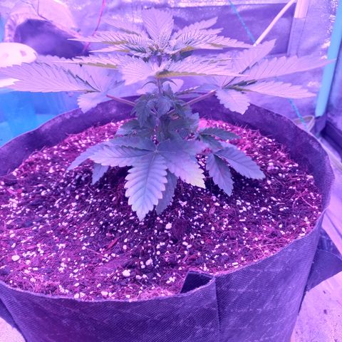 Shogun growlog timeline photo