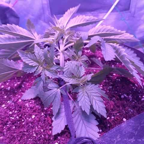 Shogun growlog timeline photo
