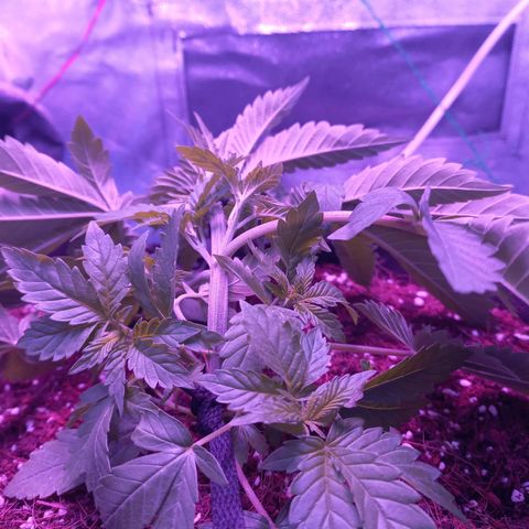 Shogun growlog timeline photo