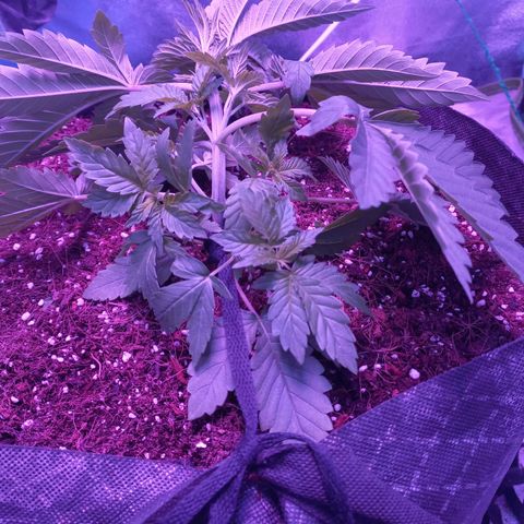Shogun growlog timeline photo