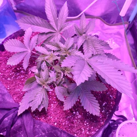 Shogun growlog timeline photo