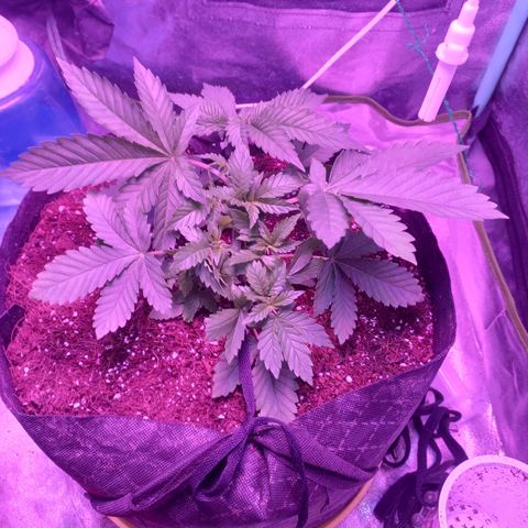 Shogun growlog timeline photo