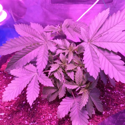 Shogun growlog timeline photo