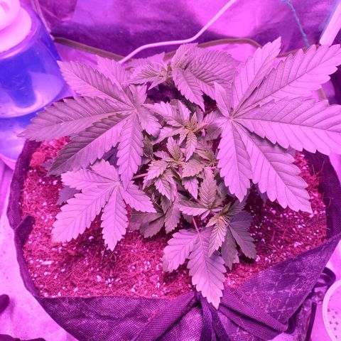 Shogun growlog timeline photo