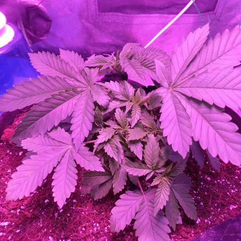 Shogun growlog timeline photo