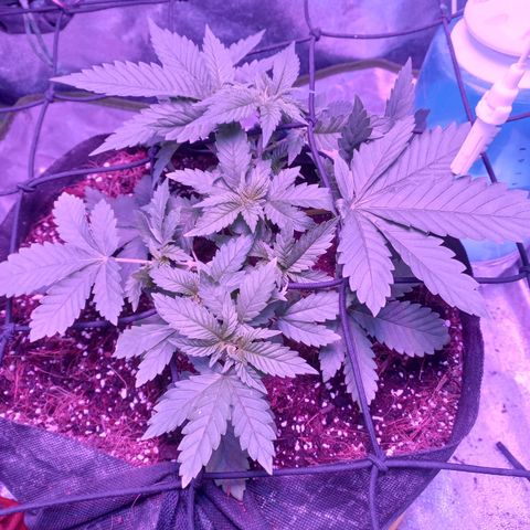 Shogun growlog timeline photo