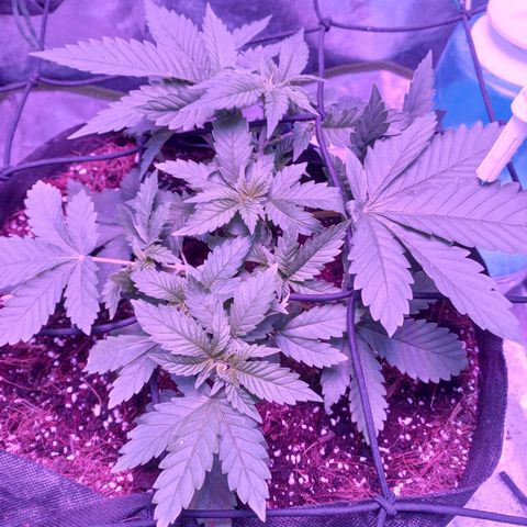 Shogun growlog timeline photo