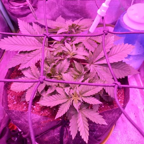 Shogun growlog timeline photo