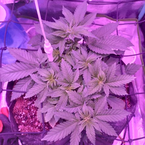 Shogun growlog timeline photo