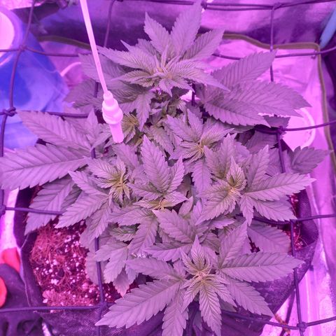 Shogun growlog timeline photo