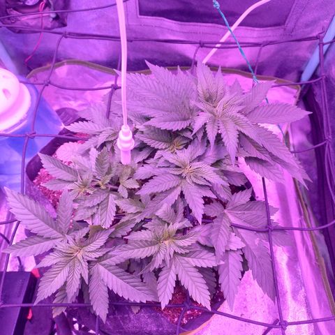 Shogun growlog timeline photo