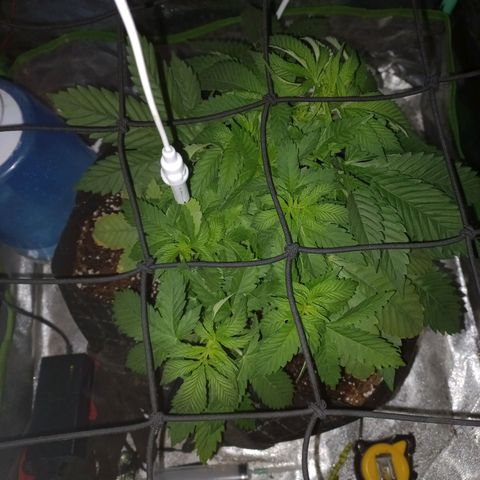Shogun growlog timeline photo