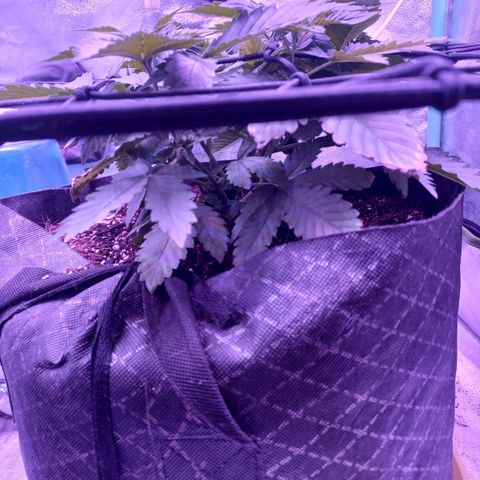 Shogun growlog timeline photo
