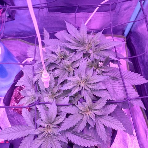 Shogun growlog timeline photo