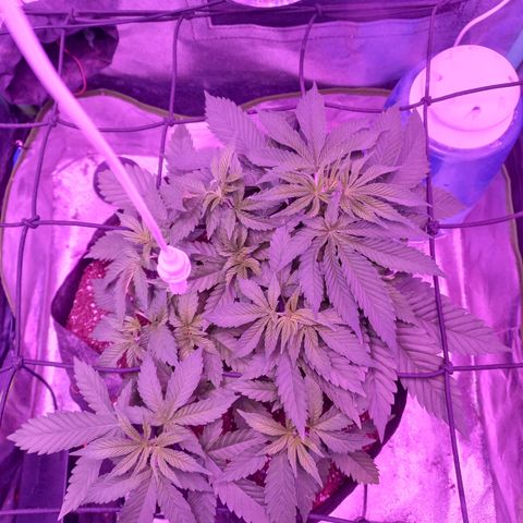 Shogun growlog timeline photo