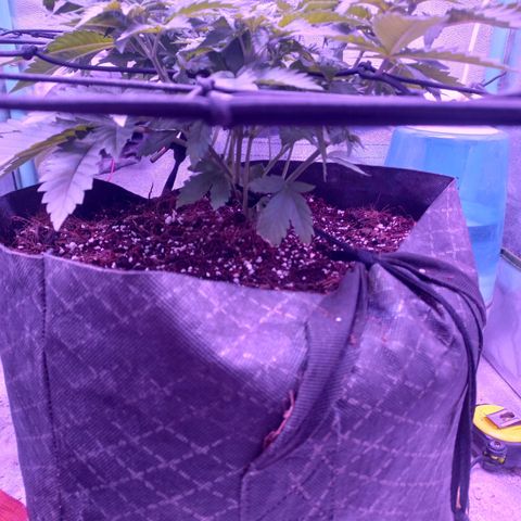 Shogun growlog timeline photo