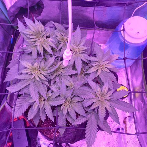 Shogun growlog timeline photo