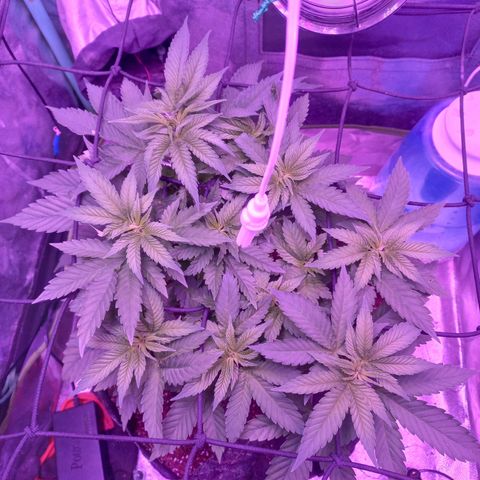 Shogun growlog timeline photo