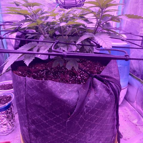Shogun growlog timeline photo