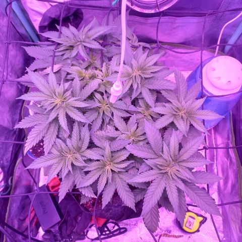 Shogun growlog timeline photo