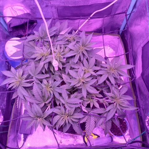 Shogun growlog timeline photo
