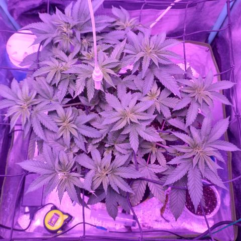 Shogun growlog timeline photo