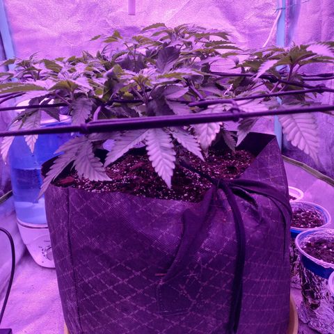Shogun growlog timeline photo