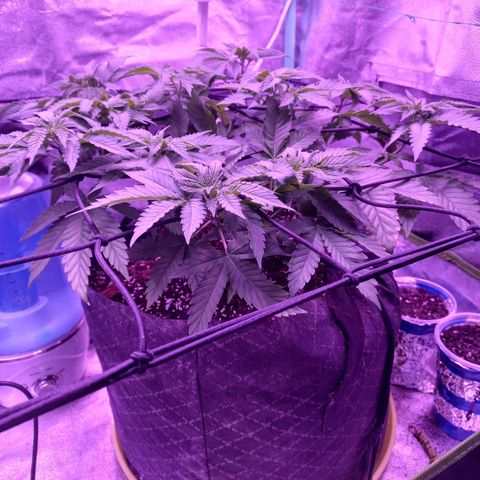Shogun growlog timeline photo