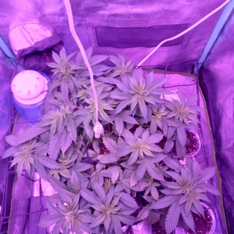 Shogun growlog timeline photo