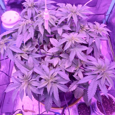 Shogun growlog timeline photo