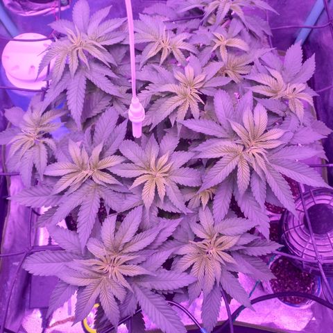 Shogun growlog timeline photo