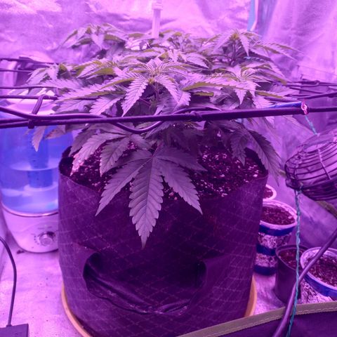 Shogun growlog timeline photo