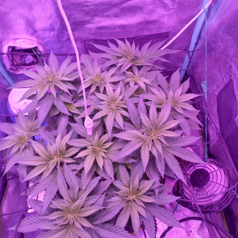 Shogun growlog timeline photo