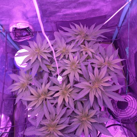 Shogun growlog timeline photo