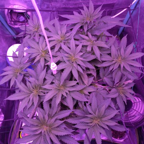 Shogun growlog timeline photo