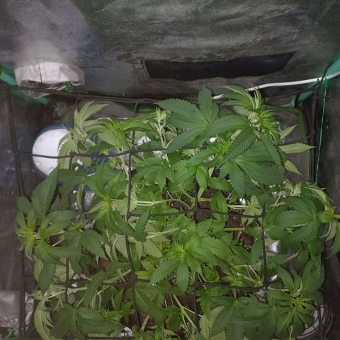Shogun growlog timeline photo