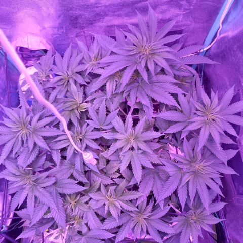 Shogun growlog timeline photo